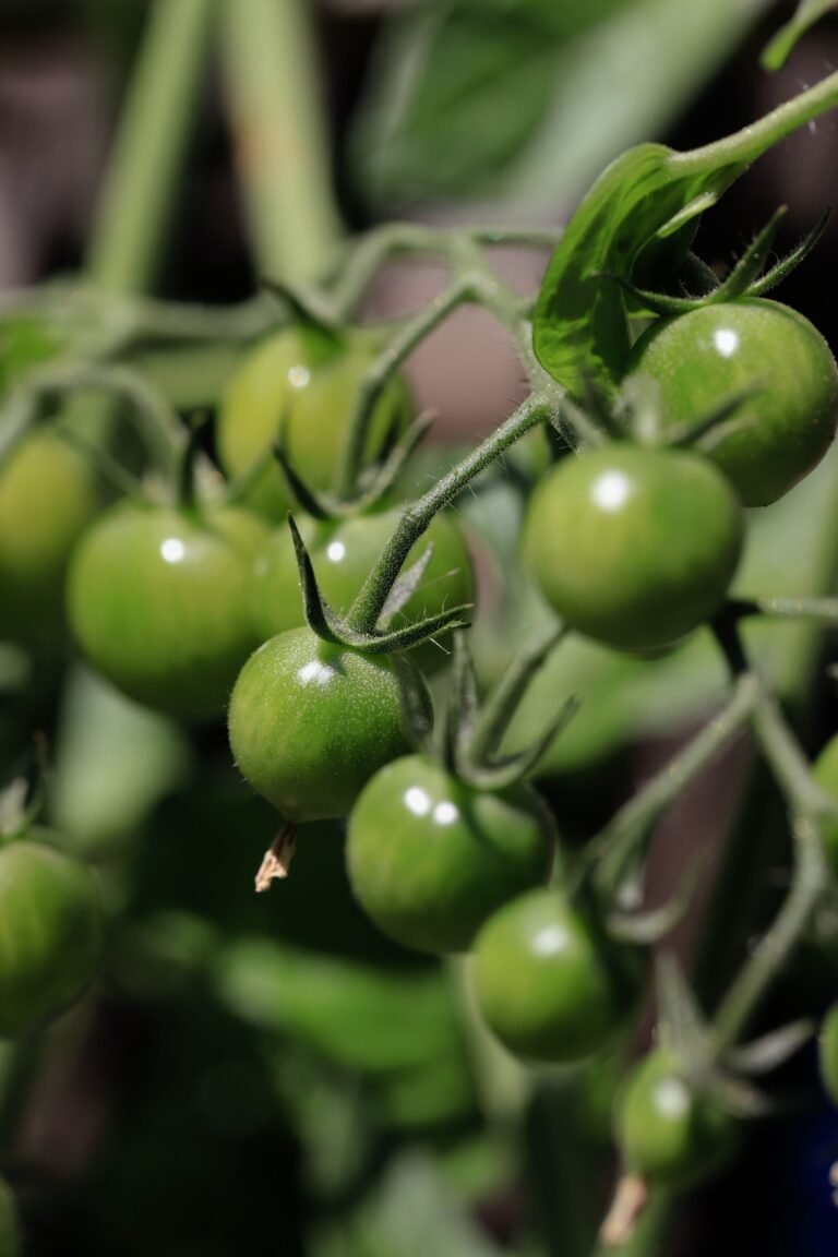 Close-Up of Green Tomatoes on the Vine