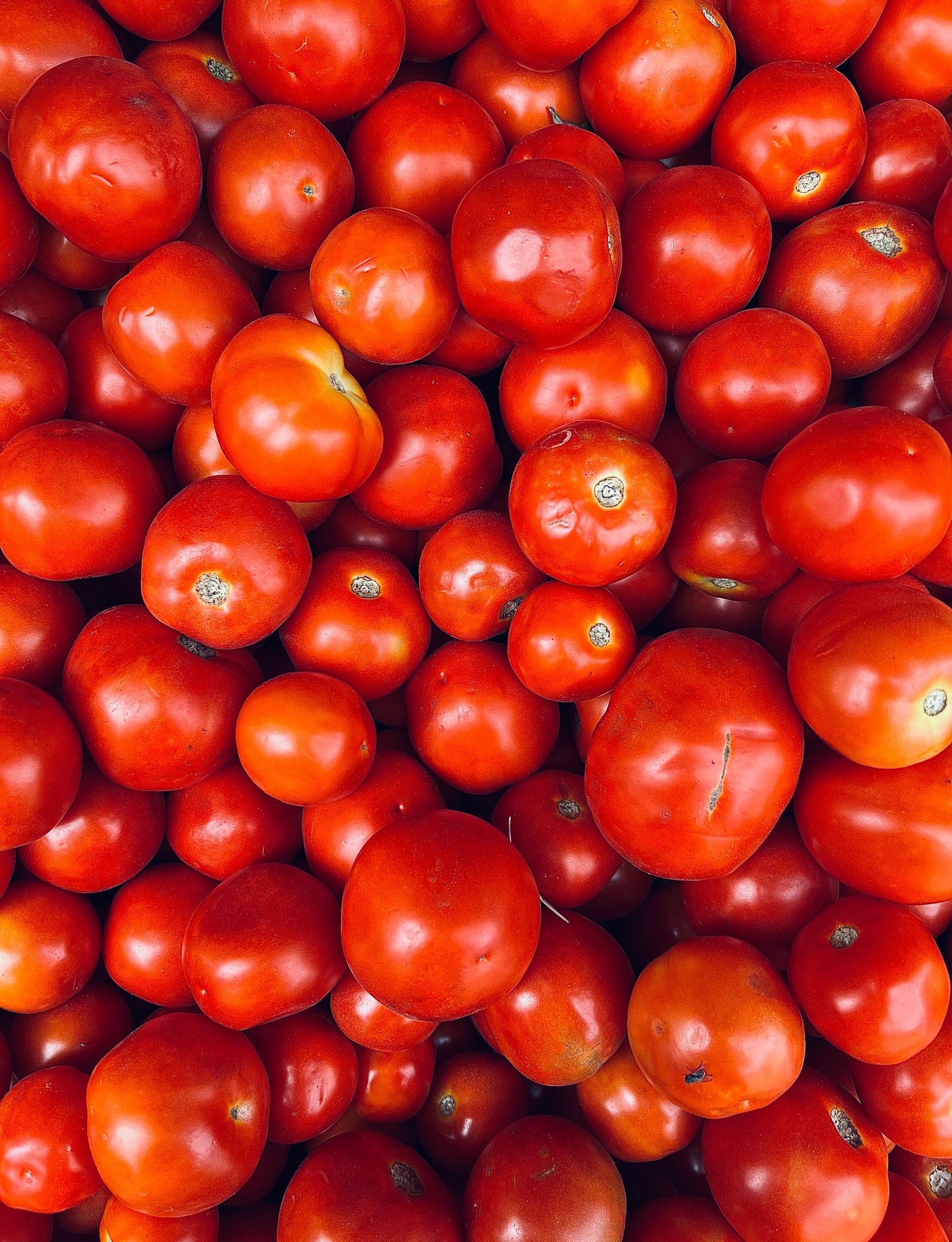Fresh Red Tomatoes Bounty in Coimbatore Market