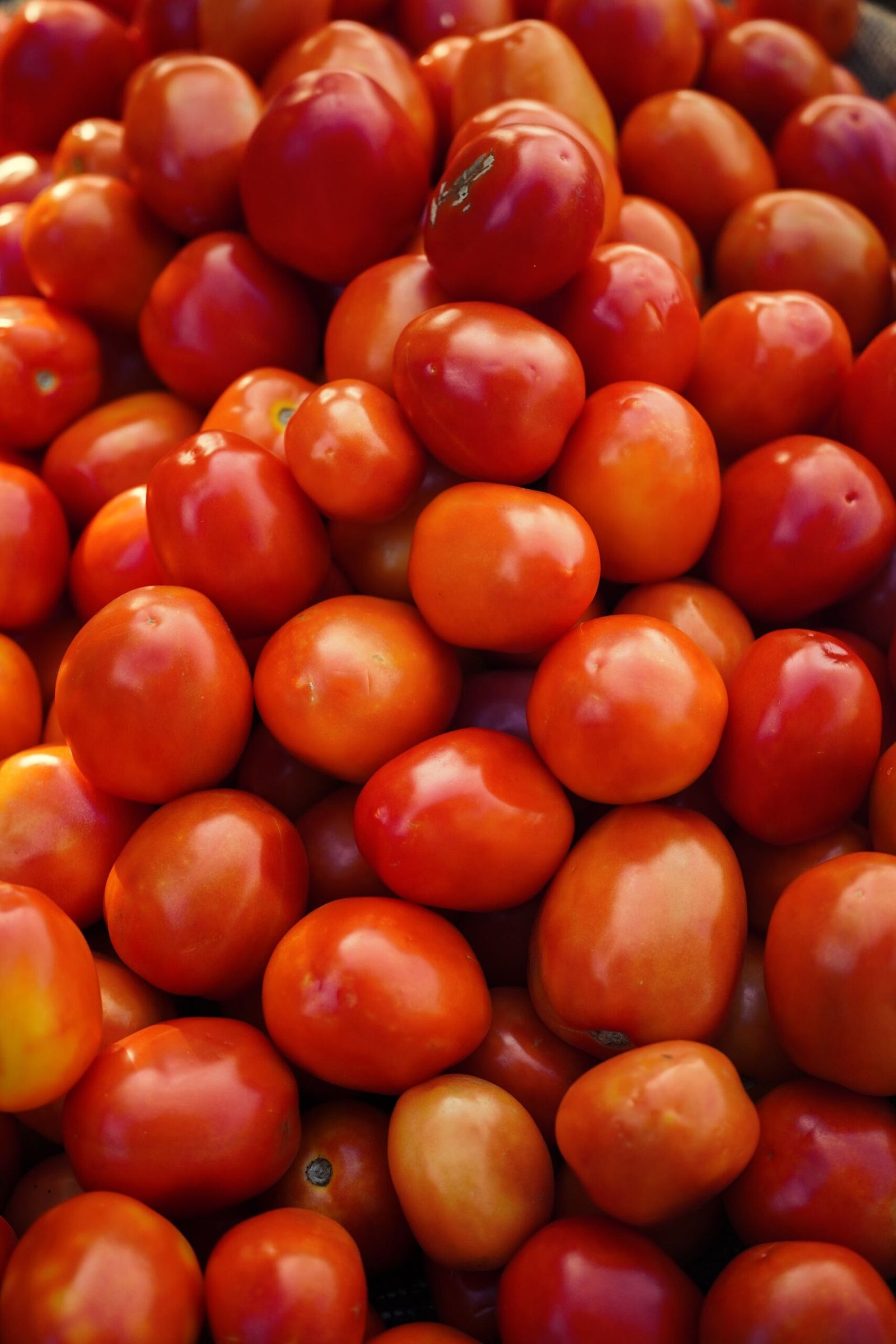 Fresh Red Tomatoes at Indian Street Market